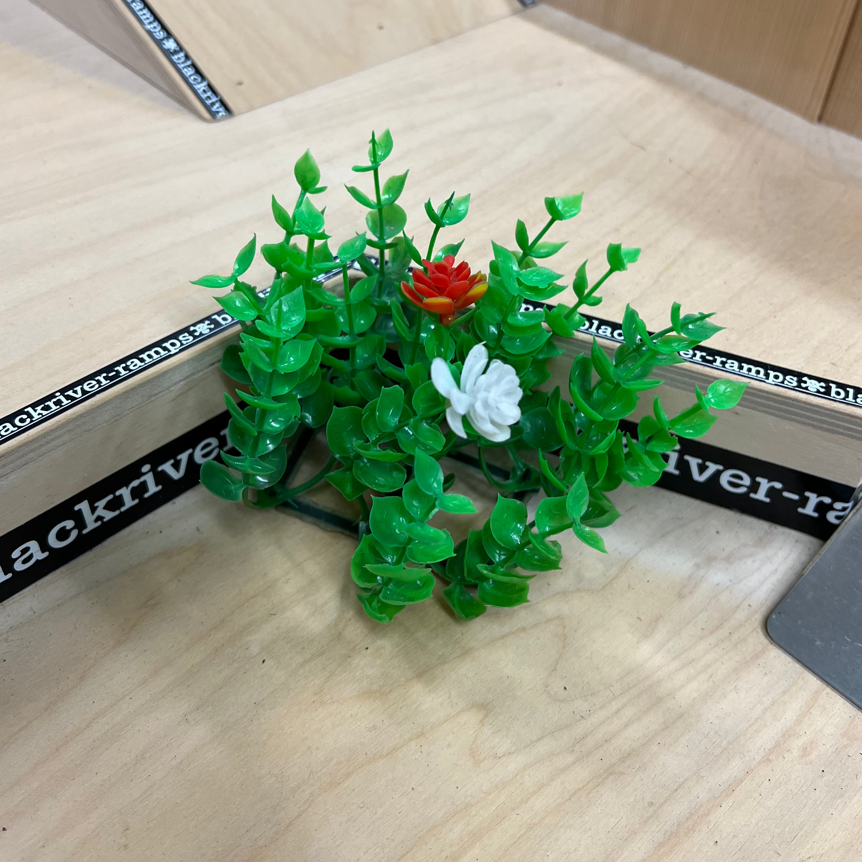 Radical - Decorative Plant