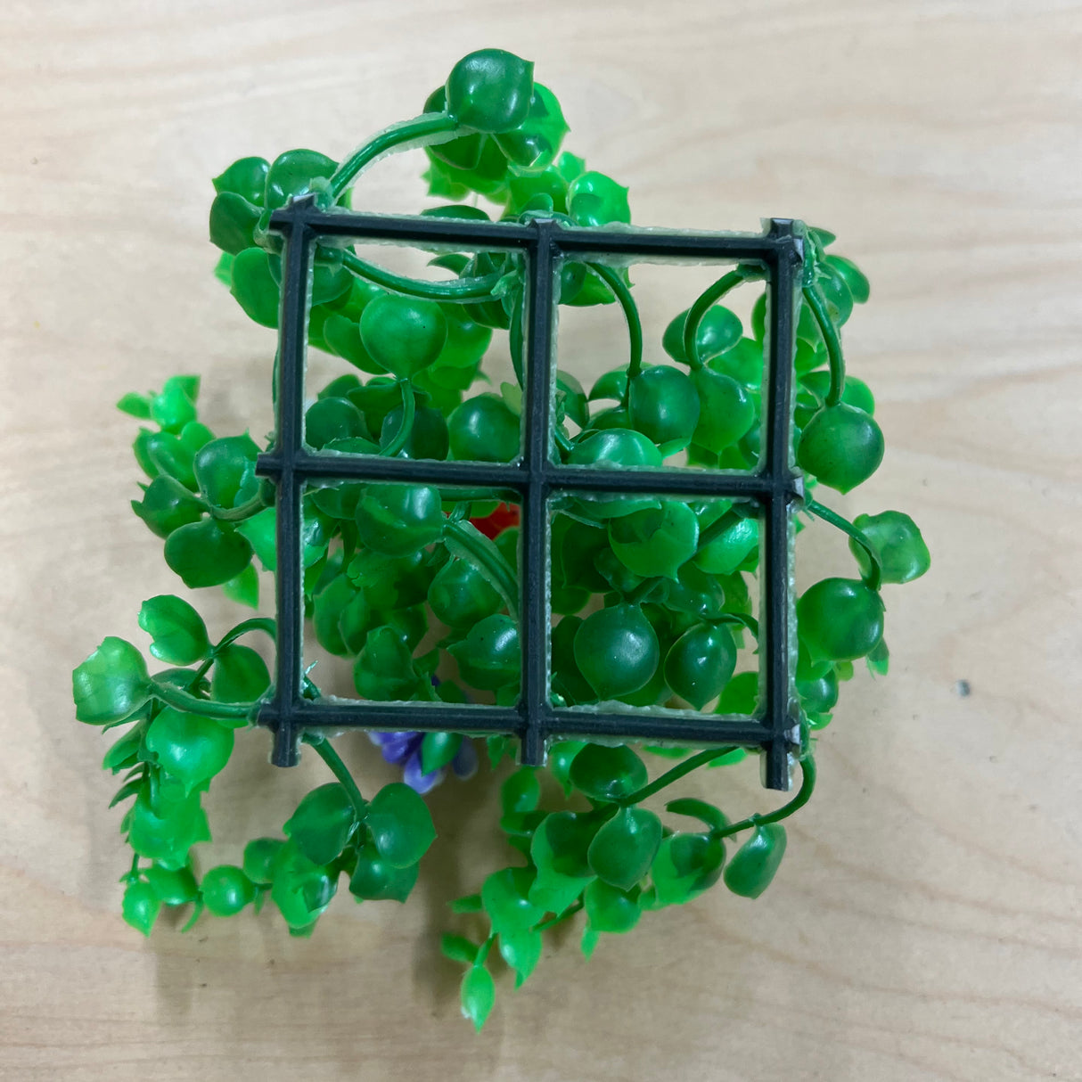 Radical - Decorative Plant
